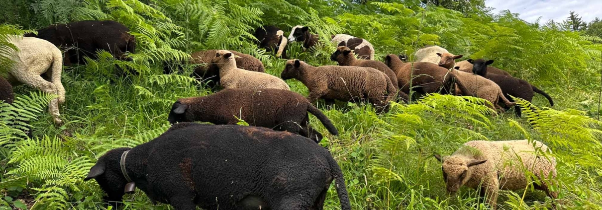 Landwirtschaft Hindertobel Sternenberg Schafhaltung Lammfleisch ökologisch