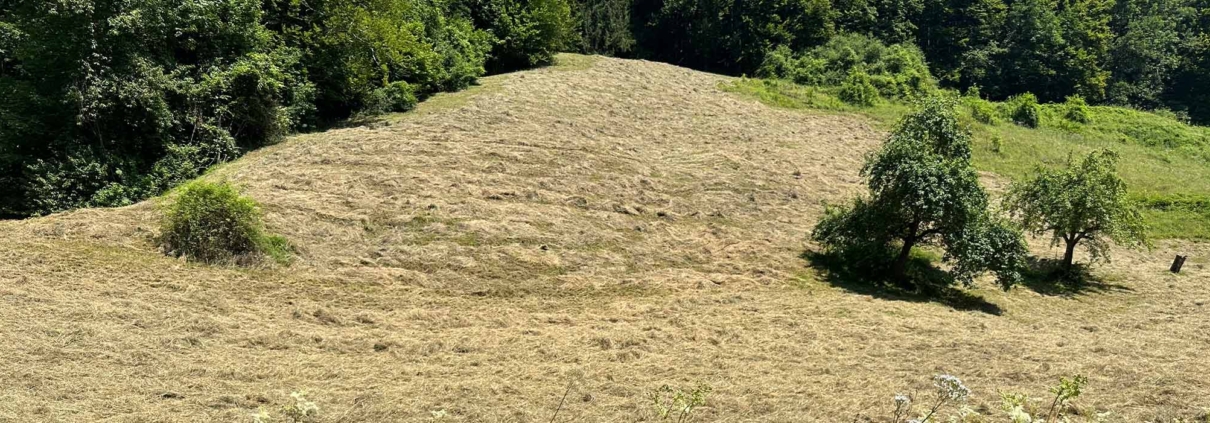 Landwirtschaft Hindertobel Sternenberg Schafhaltung Lammfleisch ökologisch