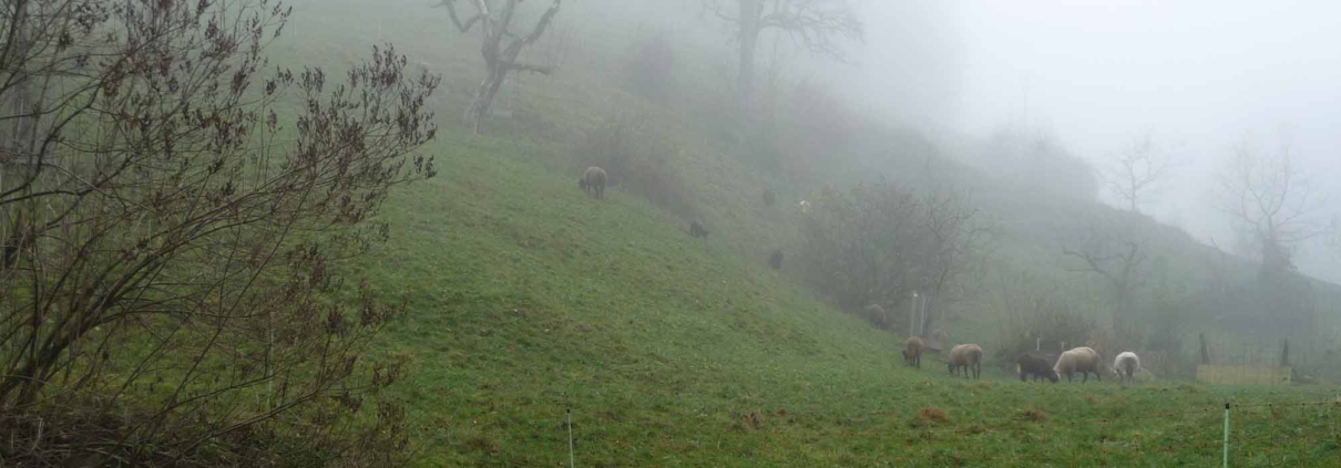 Landwirtschaft Hindertobel Sternenberg Schafhaltung Lammfleisch ökologisch