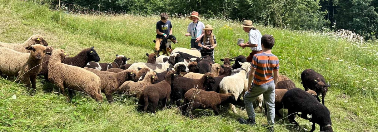 Landwirtschaft Hindertobel Sternenberg Schafhaltung Lammfleisch ökologisch